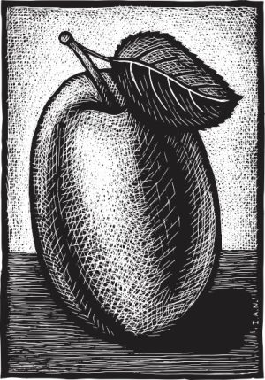Art scratchboard depicting one apricot in the center with a left-angled stem with one leaf.