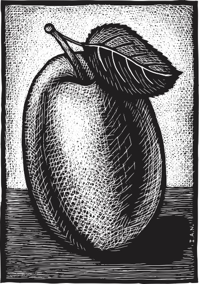 Art scratchboard depicting one apricot in the center with a left-angled stem with one leaf.